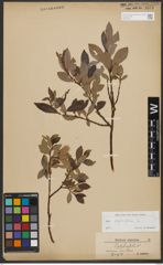 Foto von Salix phylicifolia L.